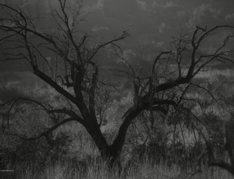 Toni Sanchis - Tema : Arbol Solitario