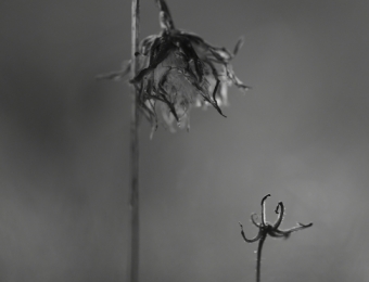 Toni Sanchis - Tema: Flores